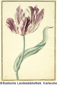 Tulpe © Badische Landesbibliothek, Karlsruhe