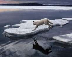 White Wolf