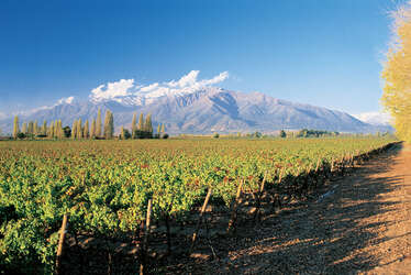 Weinbau in Chile